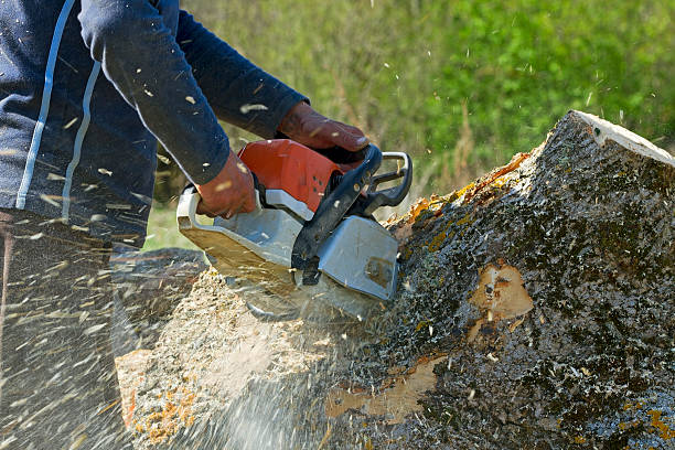 The Steps Involved in Our Tree Care Process in Ocean Park, WA